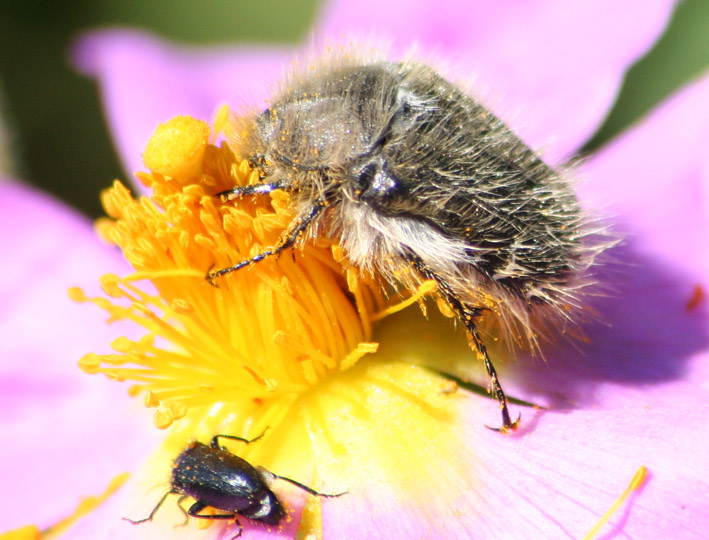 Tropinota squalida